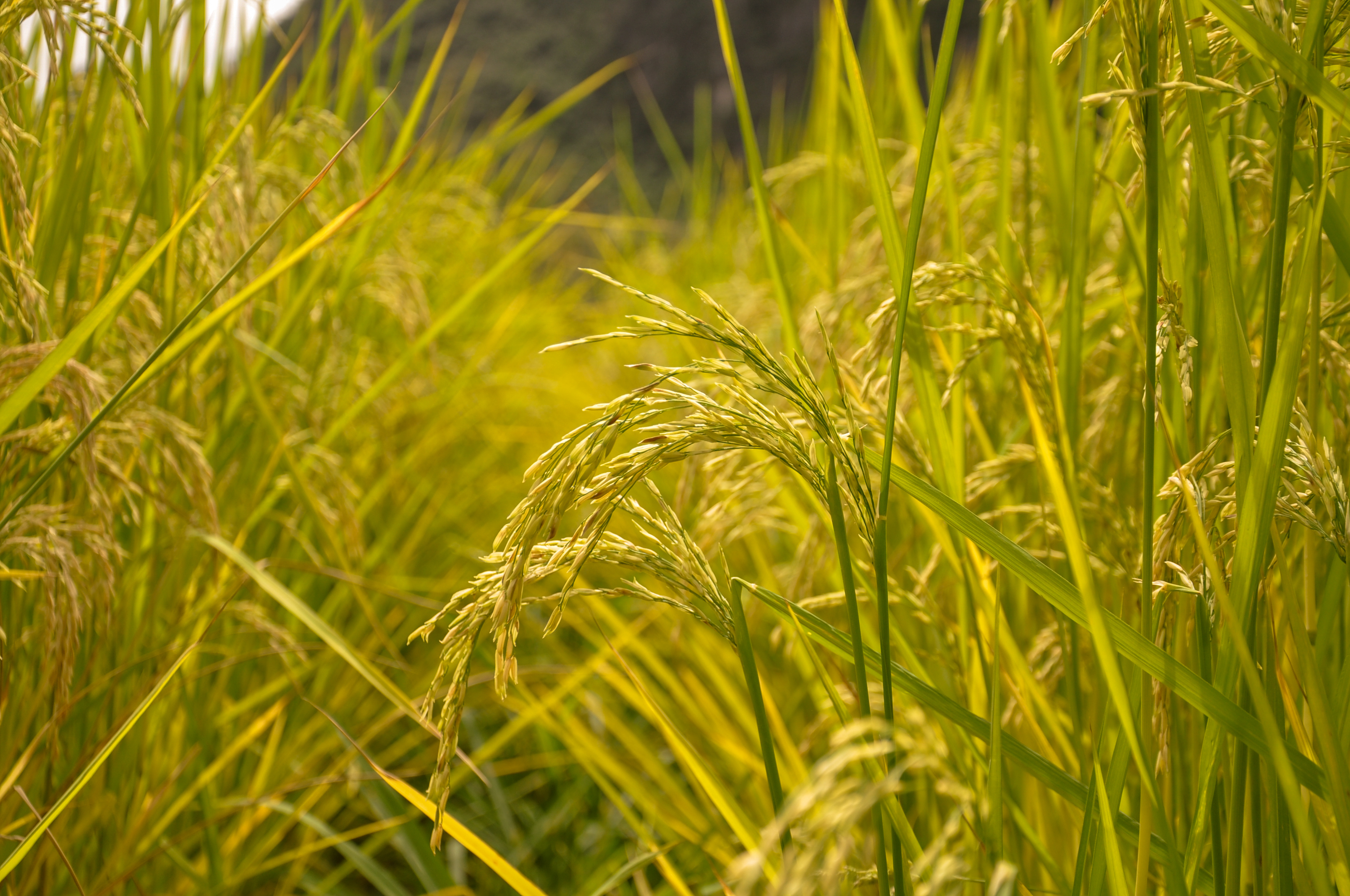 Rice fields 2