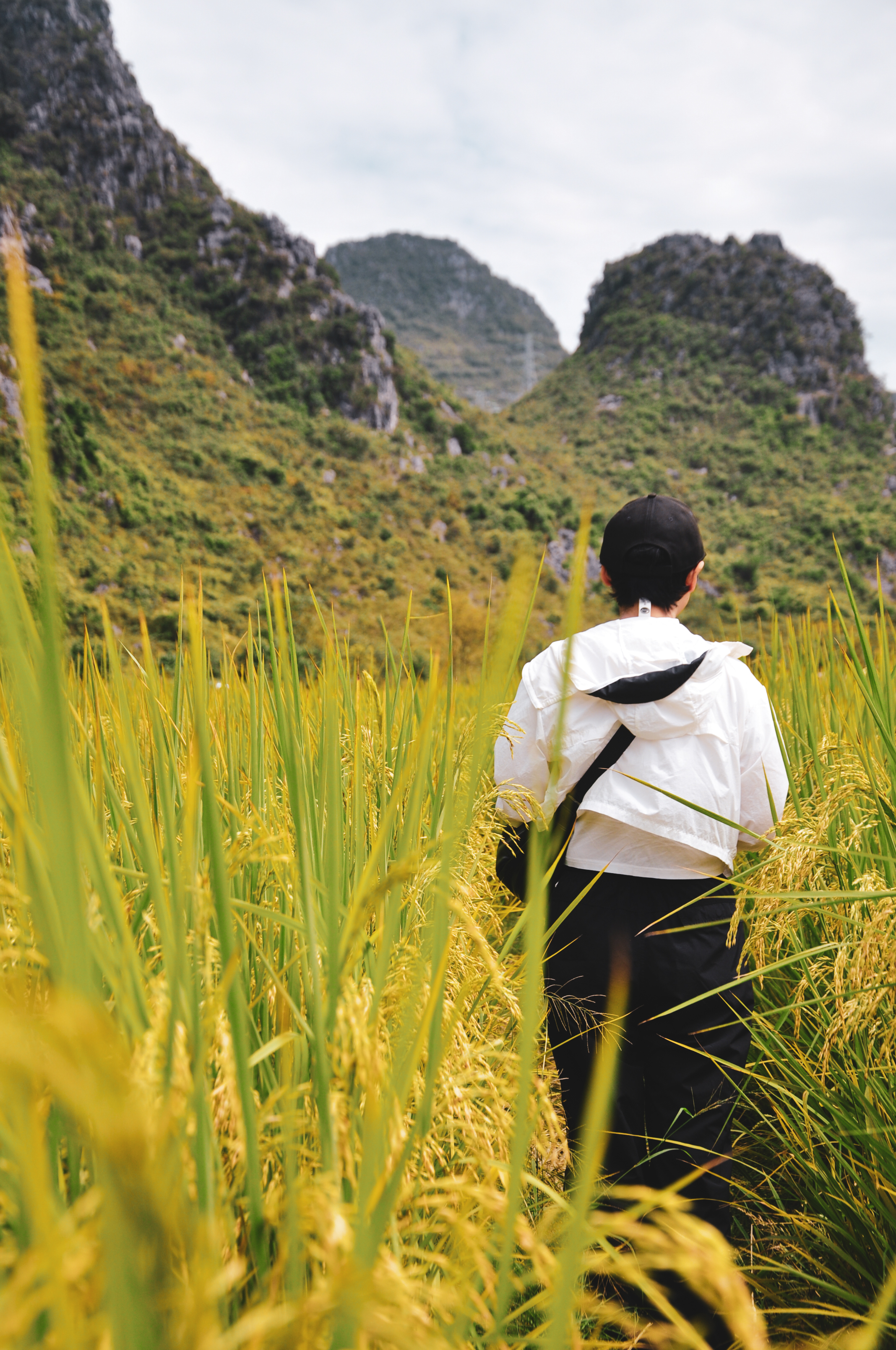 Rice fields