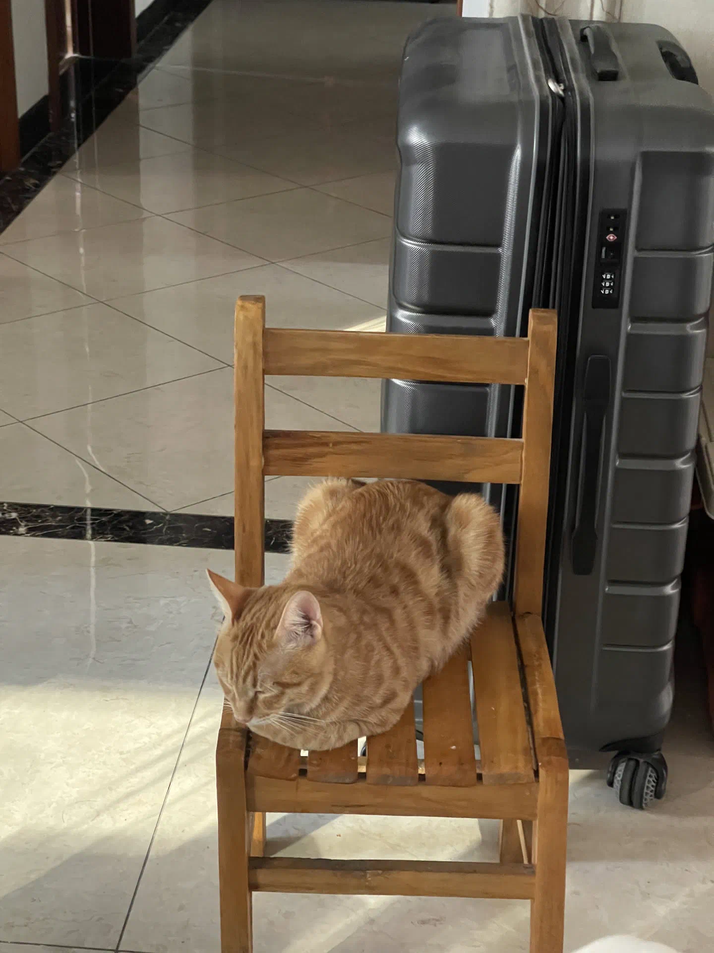 吃得越來越肥了