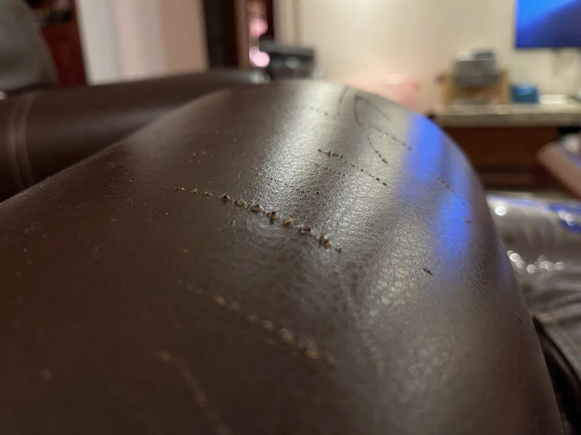 貓和沙發只能二選一……