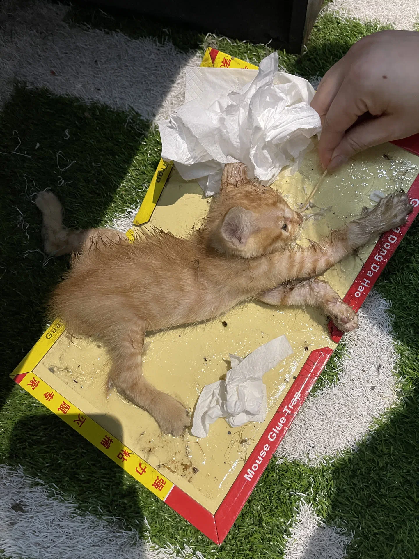 黏鼠板除了老鼠什麼都黏得住