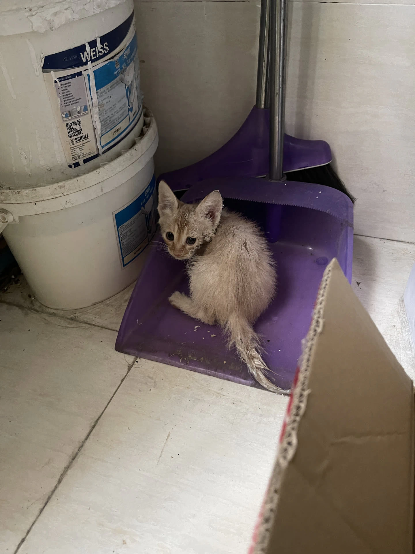 刚洗好撒上面粉,躲在角落瑟瑟发抖的小猫