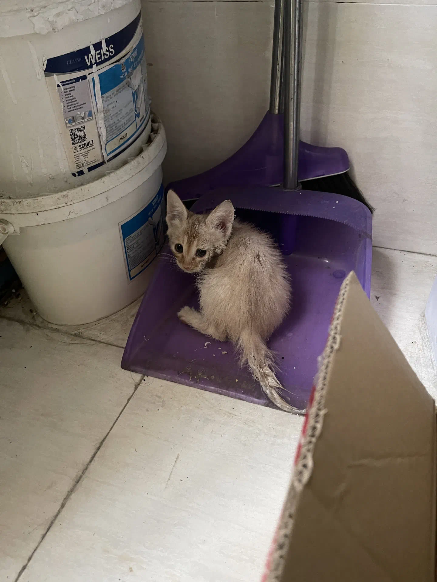 剛洗好撒上面粉，躲在角落瑟瑟發抖的小貓