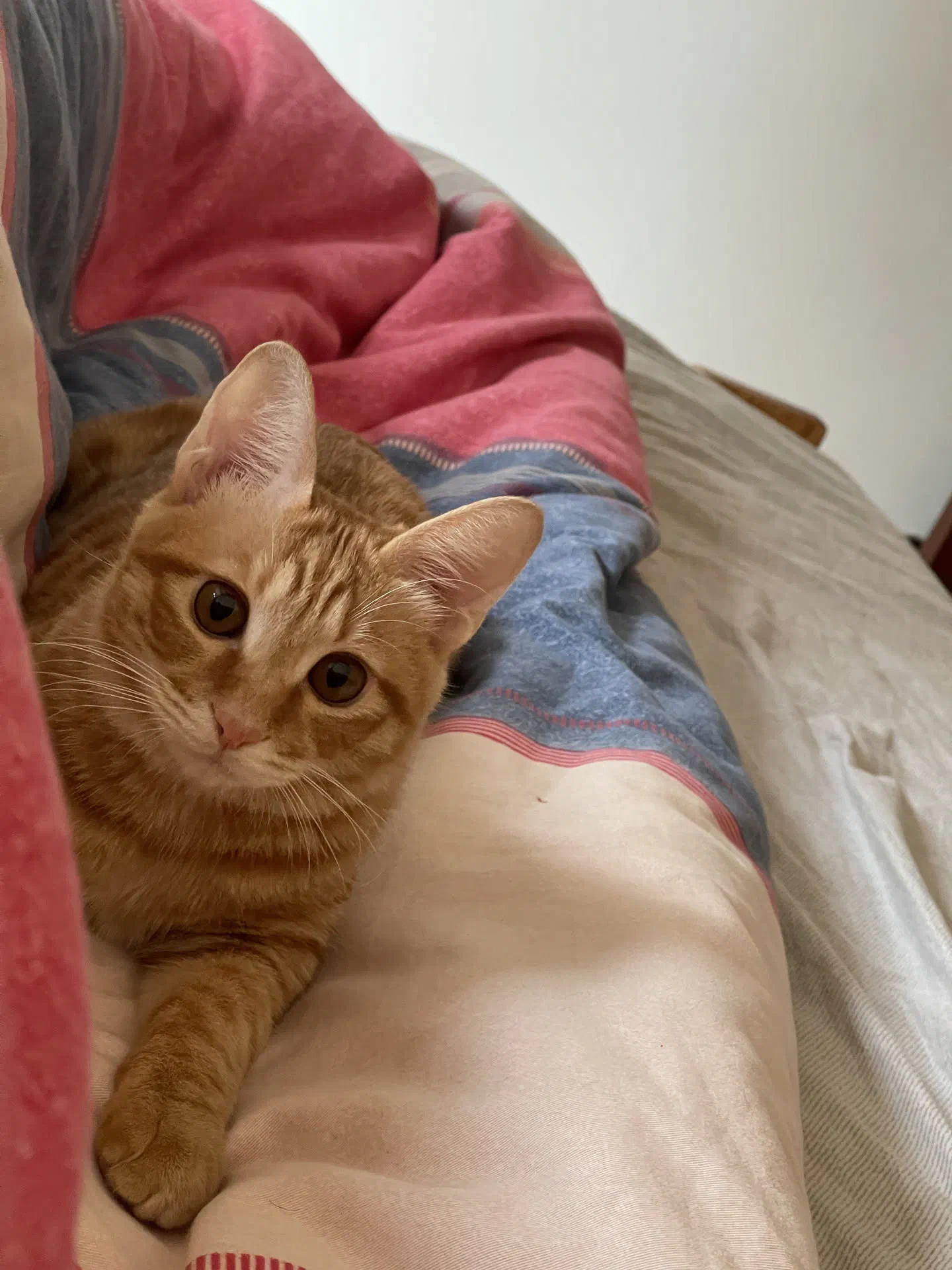 老是跑到我牀上舔我臉