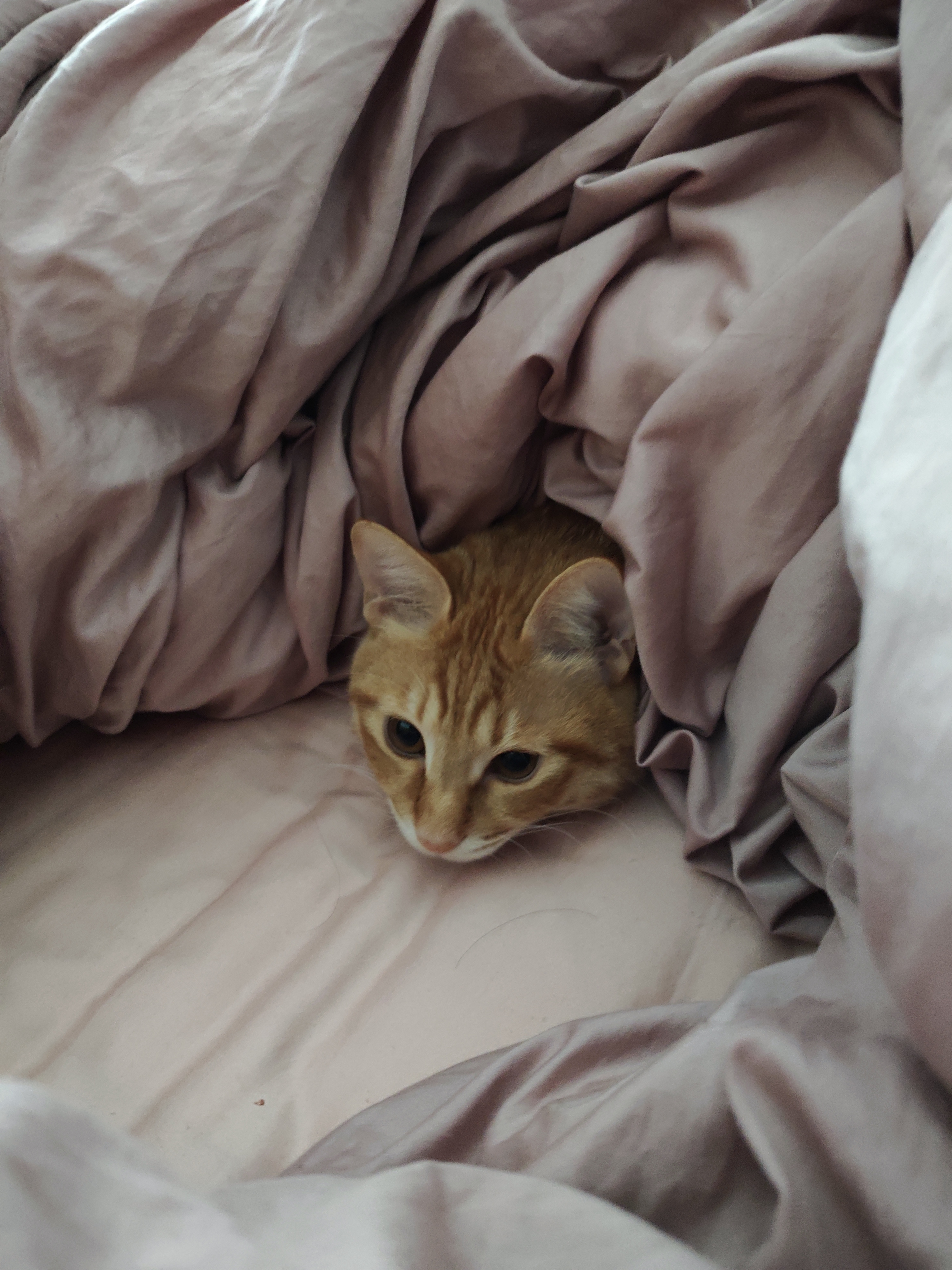 这是什么？猫脑袋！我摸！