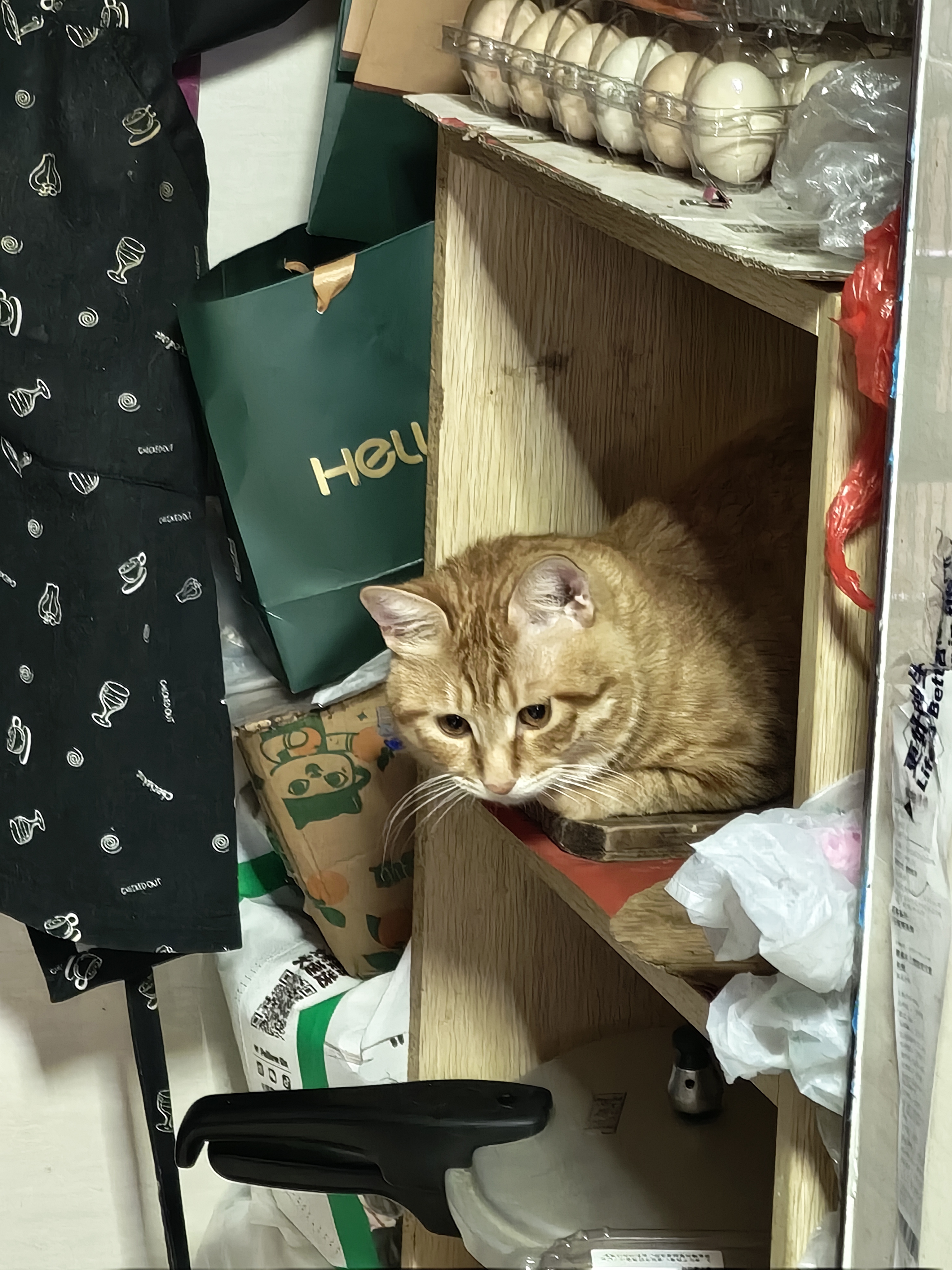 见到容身之处就往里面钻