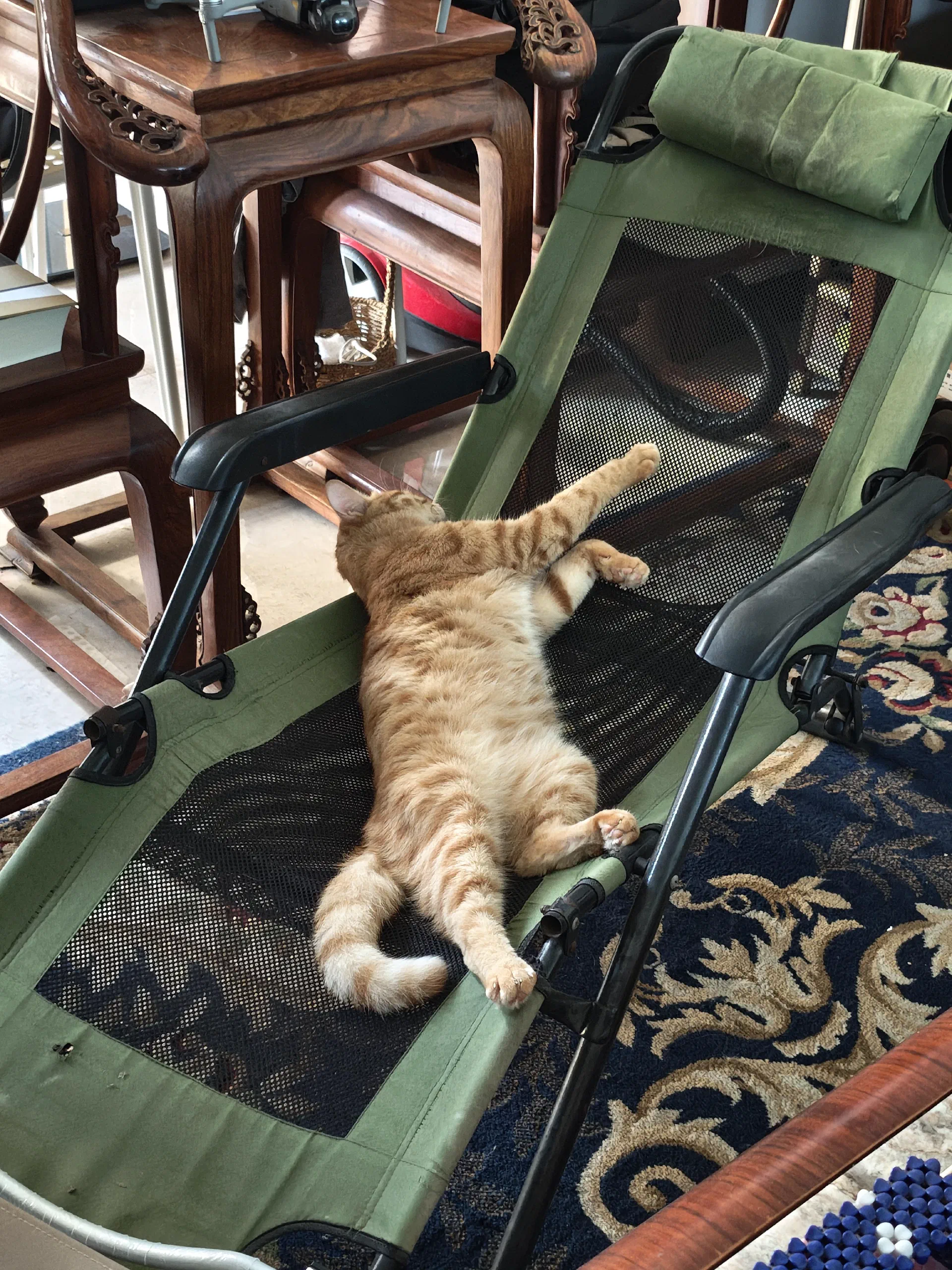 這貓過得比人還舒服