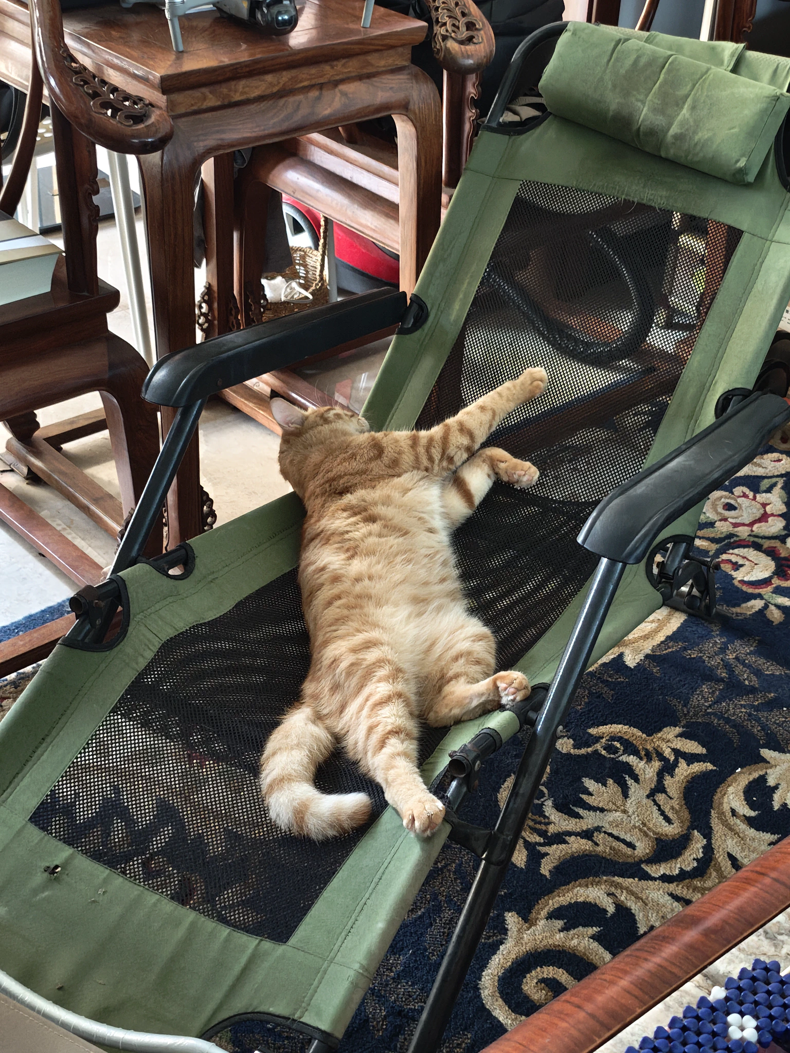 Living a better life than humans